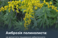 Амброзія полинолиста: не допустити поширення небезпечного карантинного бур’яну Амброзія полинолиста: не допустити поширення небезпечного карантинного бур’яну