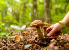 Обережно, гриби: небезпечні наслідки тихого полювання!