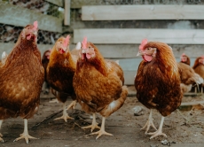 Дотримання вимог біобезпеки – надійний захист від грипу птиці!