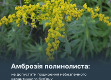 Амброзія полинолиста: не допустити поширення небезпечного карантинного бур’яну Амброзія полинолиста: не допустити поширення небезпечного карантинного бур’яну