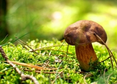 Збирати та вживати дикорослі гриби небезпечно!