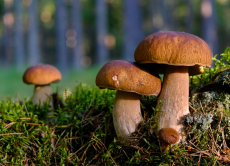 Держпродспоживслужба застерігає: гриби становлять реальну загрозу життю!