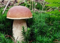 На Вінниччині протягом останнього місяця зареєстровано 60 випадків отруєння грибами