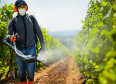Алгоритм видачі посвідчень про право роботи з пестицидами