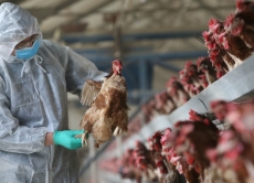 Рекомендації щодо запобігання спалахам грипу птиці
