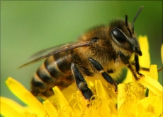 Попередження отруєння медоносних бджіл 