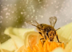 Безпечне застосування ЗЗР - запорука захисту бджіл від отруєння пестицидами!
