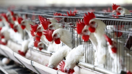Місія ЄС оцінить систему держконтролю за виробництвом м'яса птиці в Україні