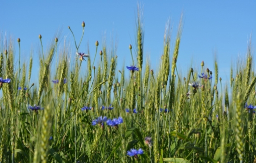 Прогноз фітосанітарного стану та рекомендації щодо захисту сільськогосподарських рослин в господарствах області в червні 2019 року