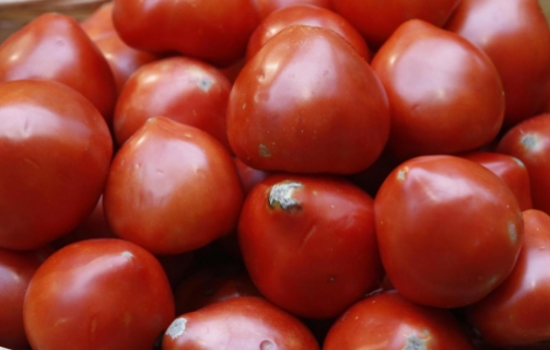  У вантажі свіжих томатів з Польщі виявлено карантинний організм