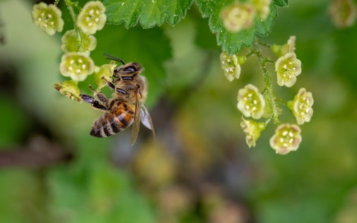 Діалог між пасічниками та аграріями - запорука ефективного розвитку галузі бджільництва!