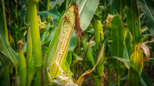 Прогноз фітосанітарного стану та рекомендації щодо захисту сільськогосподарських рослин в господарствах області в серпні 2019 року