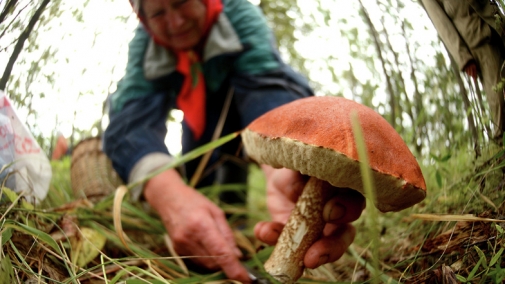 Пам'ятка грибнику: як збирати гриби та уникнути отруєння?