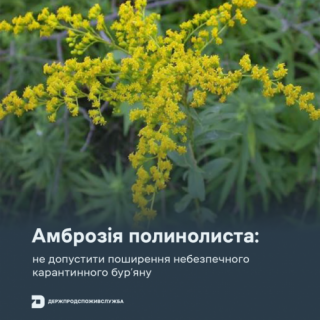 Амброзія полинолиста: не допустити поширення небезпечного карантинного бур’яну Амброзія полинолиста: не допустити поширення небезпечного карантинного бур’яну