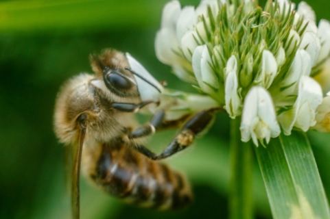 Основні правила використання пестицидів та методи запобігання отруєнню бджіл
