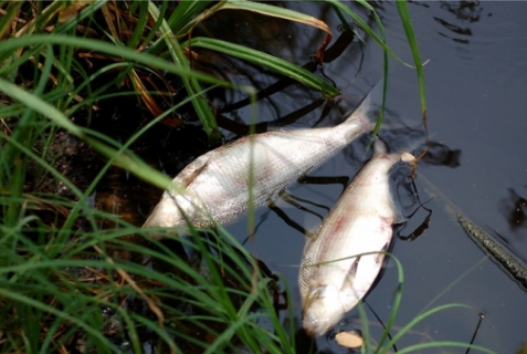 Встановлено причини загибелі риби на Ладижинському водосховищі