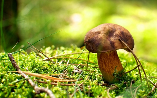 Збирати та вживати дикорослі гриби небезпечно!