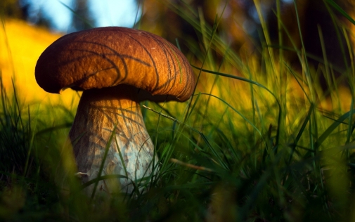 Заходи щодо попередження отруєнь дикорослими грибами