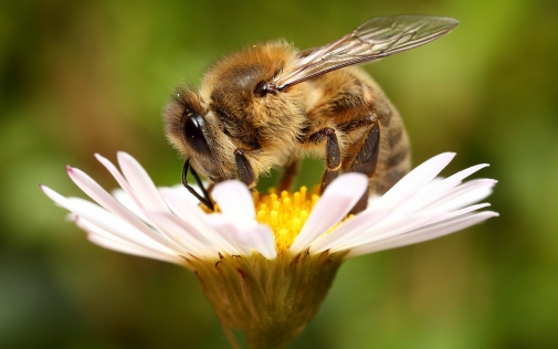Щодо попередження отруєння медоносних бджіл!
