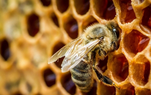 Практичні рекомендації агровиробникам та пасічникам щодо попередження випадків отруєння бджіл пестицидами