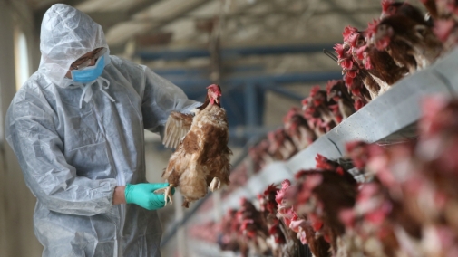 Рекомендації щодо запобігання спалахам грипу птиці