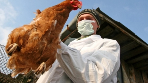 Інформація щодо зареєстрованого випадку захворювання на грип птиці! захворювання на грип птиці!
