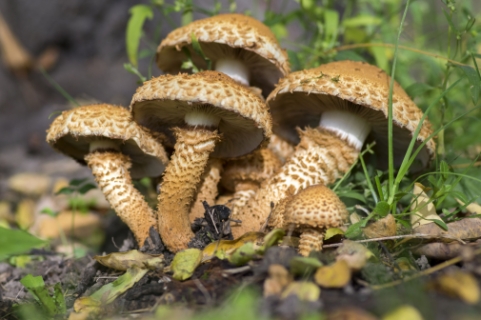 Дикорослі гриби - смертельна небезпека!