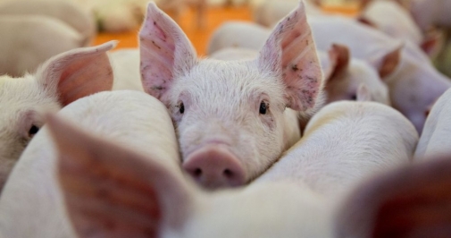 На Вінниччині знято карантин по африканській чумі свиней з неблагополучних пунктів