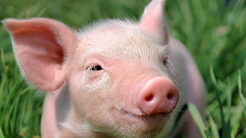 В Барському районі знято карантин по африканській чумі свиней