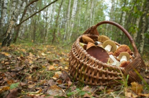 На Вінниччині зафіксовано чотири нових випадки отруєння грибами