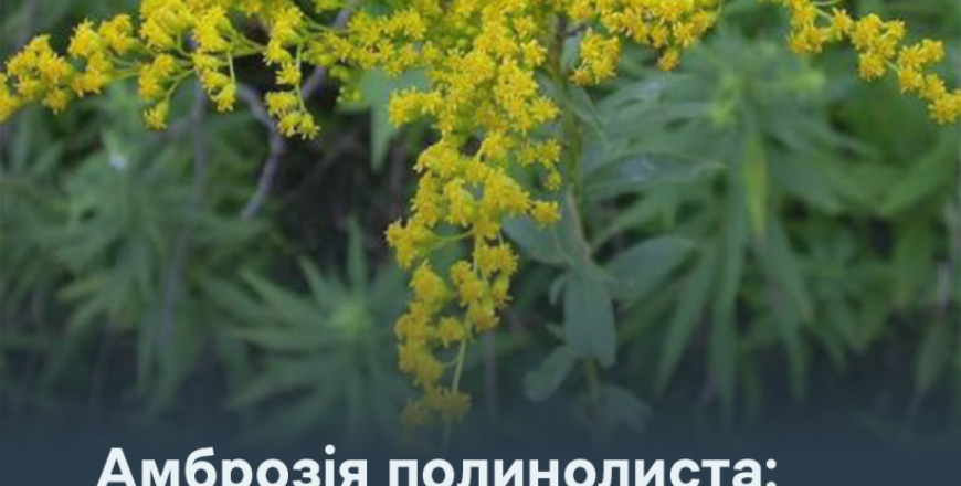 Амброзія полинолиста: не допустити поширення небезпечного карантинного бур’яну